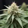 Crystal Candy Auto cannabis bud with resin-covered trichomes.