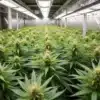Indoor cultivation of Dama Blanca cannabis plants under LED grow lights.