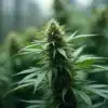 Dark Star Fast Version cannabis plant in advanced flowering stage.