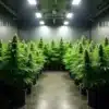 Devil XXL Autoflower cannabis plants in pots under LED lighting.