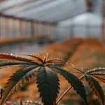 Close-up of cannabis leaves with dew drops, long rows in a greenhouse.
