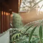 Close-up of a cannabis leaf with glistening dew drops in the morning light.