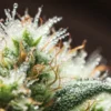 Macro photo of a cannabis bud with glistening trichomes and dew drops.