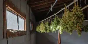 Freshly harvested cannabis buds hanging to dry on lines in a dimly lit room.