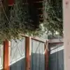 Freshly harvested green cannabis plants hanging to dry in a wooden shed.