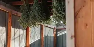 Freshly harvested green cannabis plants hanging to dry in a wooden shed.