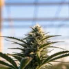Macro photo of a frosty cannabis bud under sunlit greenhouse sky.