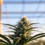 Macro photo of a frosty cannabis bud under sunlit greenhouse sky.