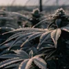 Close-up of a frosty cannabis plant with dew drops in a greenhouse at dawn.