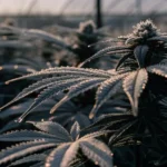 Close-up of a frosty cannabis plant with dew drops in a greenhouse at dawn.