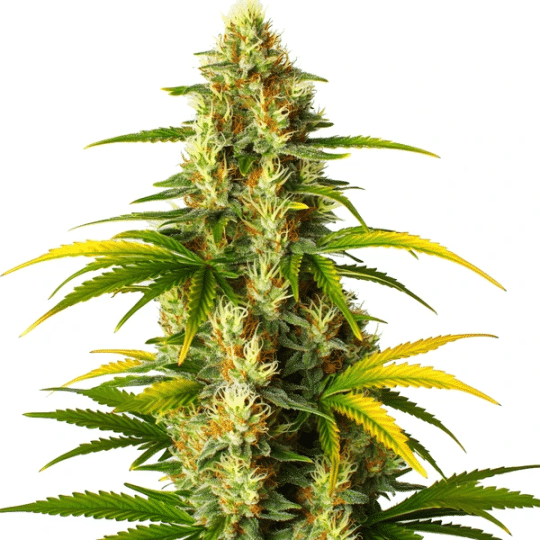 gmo fast version cannabis plant with dense buds and golden pistils