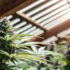 Close-up of a cannabis strain with glistening buds in a sunlit greenhouse.