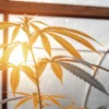 Close-up of a golden-hued cannabis plant under bright sunlight in a greenhouse.