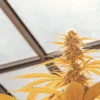 Close-up of a golden-hued cannabis plant under sunlit greenhouse roof.