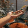 A hand gently holding a handful of dark soil near cannabis plants.