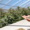 Hands sorting small cannabis seeds into piles on a wooden surface.