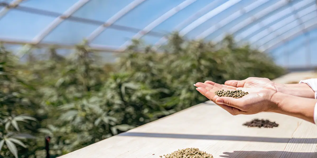 How to Choose Cannabis Seeds for Aroma Tips