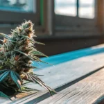 Macro photo of a freshly harvested cannabis bud on a sunlit wooden surface.