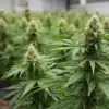 Critical Jack Auto cannabis plants growing indoors with dense buds.