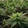 Indoor grow of Critical 2.0 Auto plants in early flowering stage.