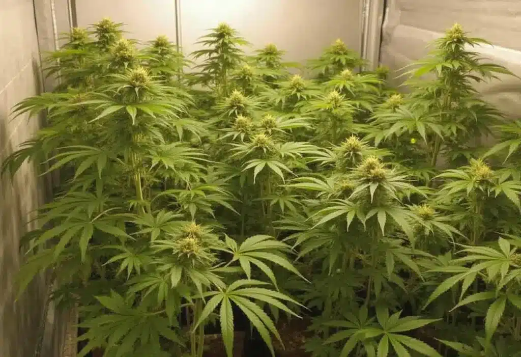 A grow room filled with Devil XXL Autoflower plants. Known for their size and productivity, they thrive under artificial lights with excellent harvest potential.