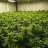 Diesel Regular cannabis plants in large indoor grow room with multiple pots.