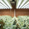 Overhead view of a modern indoor cannabis farm with grow lights.