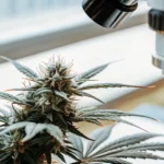 Close-up of a cannabis bud with trichomes near a microscope.