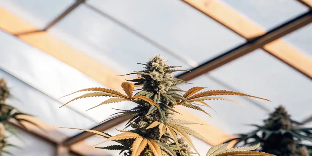 Close-up of a mature cannabis plant with dense buds and golden leaves.