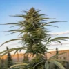 A fully mature cannabis plant with buds stands tall in a field against a blue sky.