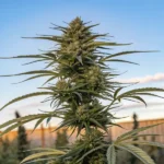 A fully mature cannabis plant with buds stands tall in a field against a blue sky.