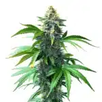 og kush f1 cannabis plant with dense resinous buds