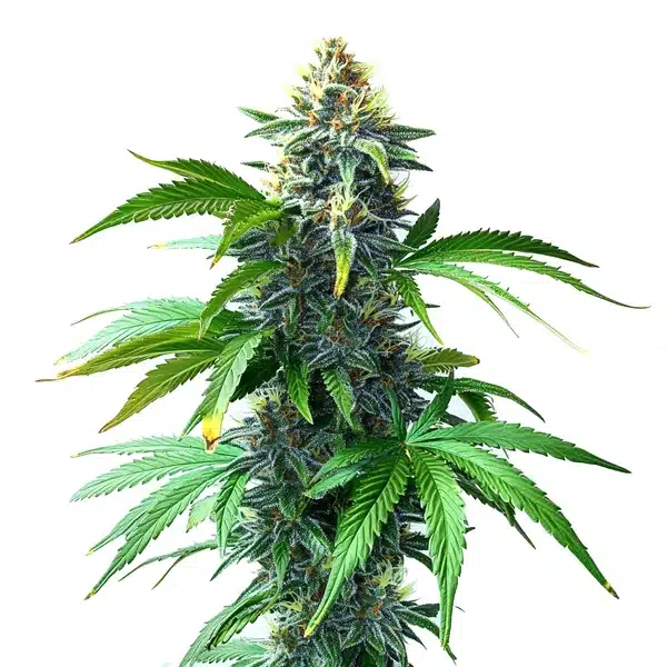 og kush f1 cannabis plant with dense resinous buds