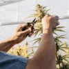 Gardener's hands meticulously pruning a cannabis plant with scissors in a greenhouse.
