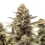 Purple Kush F1 cannabis bud with deep purple hues and resin-coated leaves.