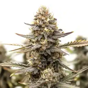 Purple Kush F1 cannabis bud with deep purple hues and resin-coated leaves.