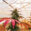 Close-up of a cannabis plant with vibrant red and green leaves and prominent buds.