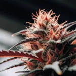 Macro photograph of a cannabis bud with red hairs and glistening trichomes.