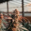 Close-up of a mature cannabis bud with reddish leaves in a greenhouse.