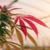 Macro photo of a marijuana plant with vibrant red leaves and dense buds.