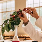 A scientist in a lab coat examining a sprig of red berries.