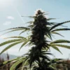 A towering cannabis plant with dense buds against a bright blue sky.