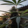 Close-up of vibrant cannabis buds glistening in the golden sunset light.