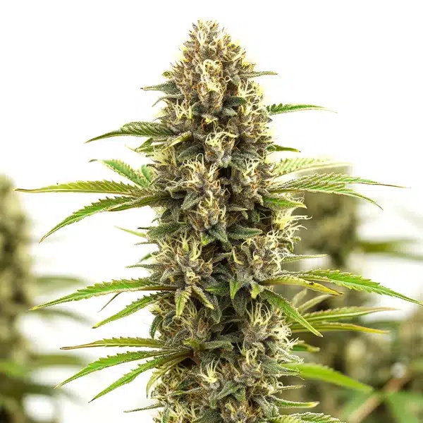 White Russian F1 cannabis plant covered in frosty buds and green leaves.