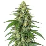 White Widow F1 cannabis plant covered with white trichome crystals.