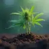 Young Critical Blue cannabis plant growing with first buds.