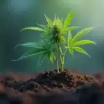 Young Critical Blue cannabis plant growing with first buds.