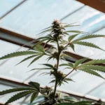 Close-up of cannabis plant with resinous buds inside a greenhouse.