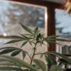 Gros plan d’une scientifique observant une plante de cannabis sous un microscope en laboratoire.
