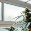 Gros plan d’un bourgeon de cannabis mature dans une serre éclairée par la lumière naturelle à travers la fenêtre.